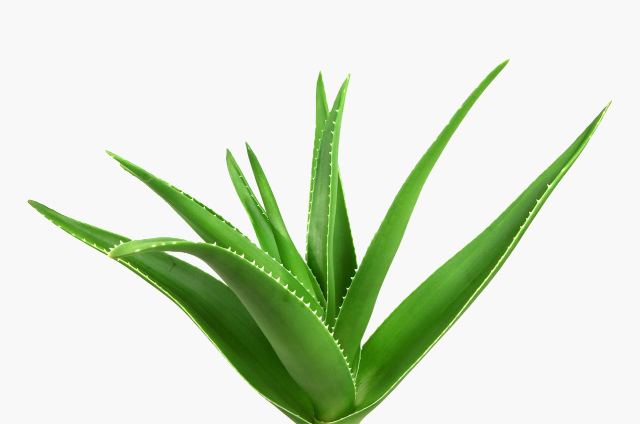 Aloes